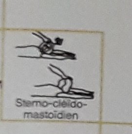 kinesiologue Fleurus bastiane meurice